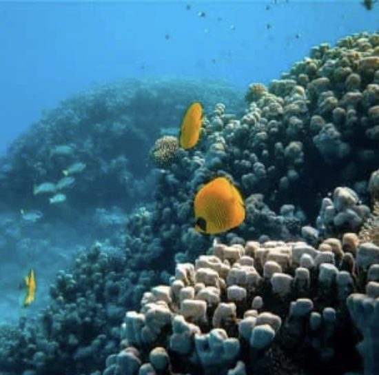 Screenshot 2025 12 28 at 1.37.11 AM